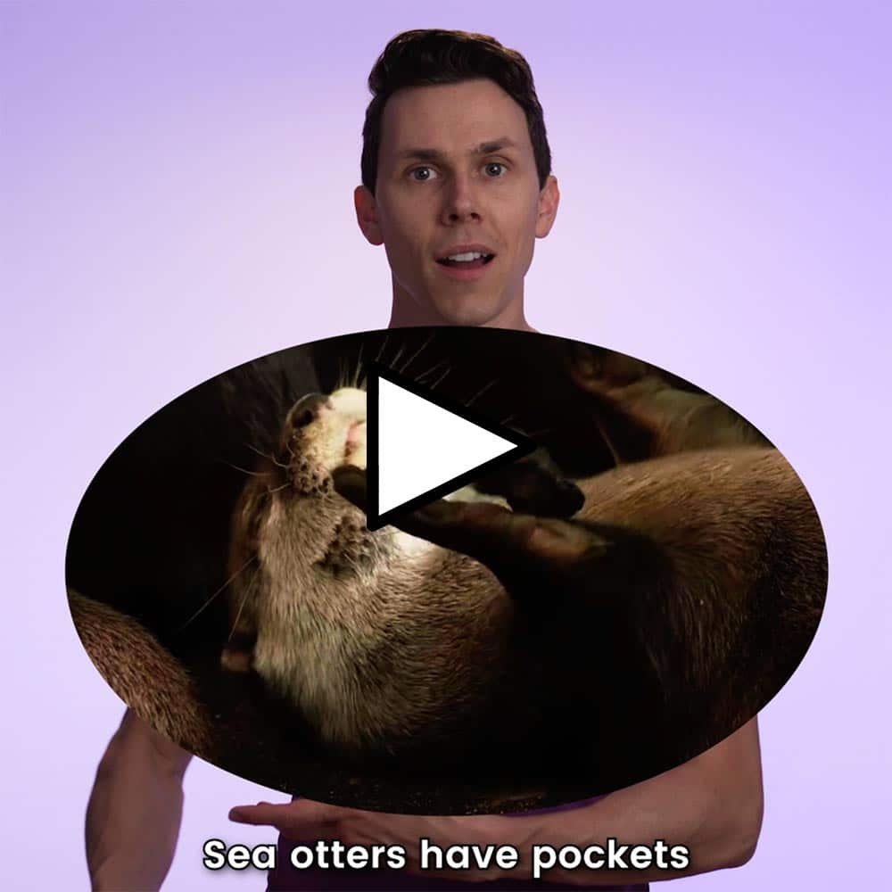 Sea Otters Have Pockets Video Thumbnail