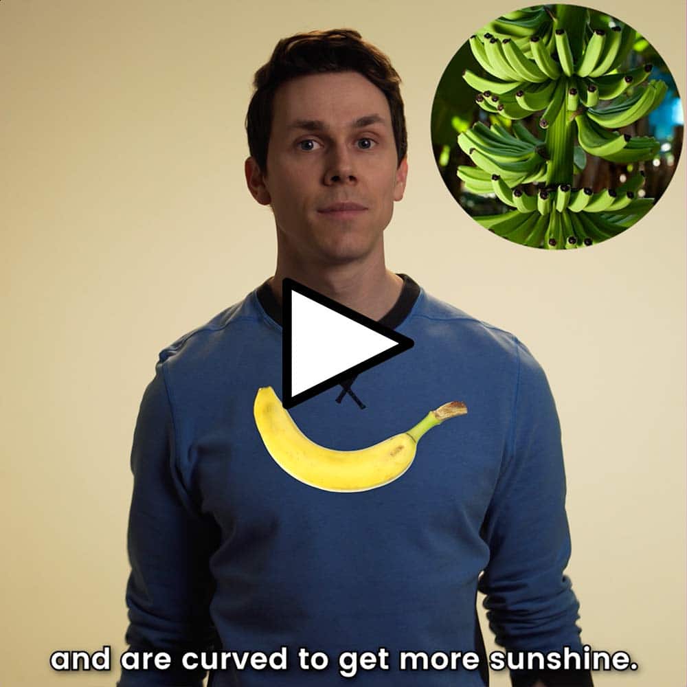 Why Bananas Are Curved Video