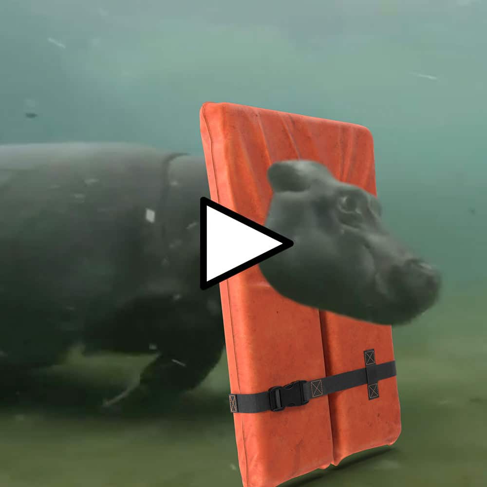 Hippo Swimming with a Life Jacket